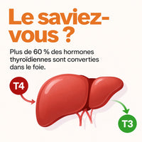 Convertia — Complexe hépatique thyroïdien (60 gélules)