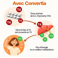 Avec Convertia : la T4 est convertie en T3 dans le foie