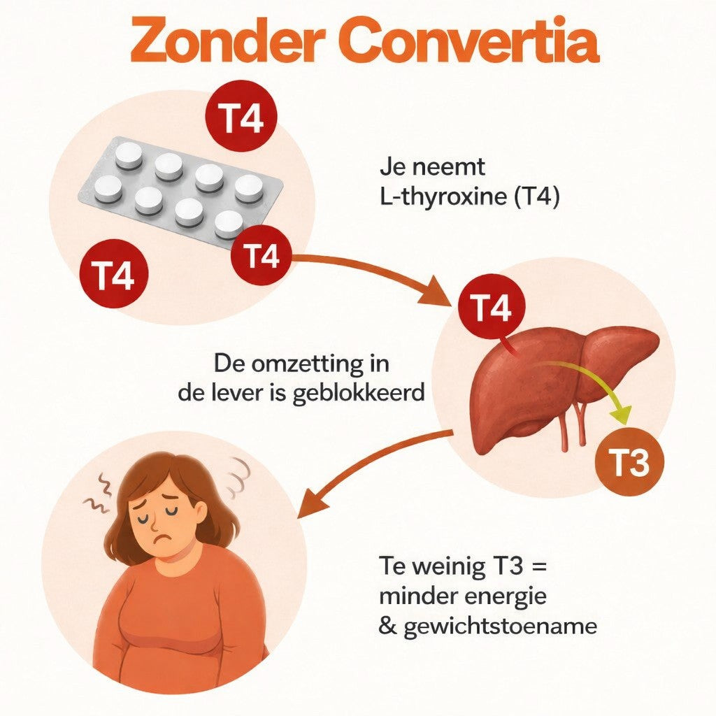 Convertia — haaruitval en schildklier
